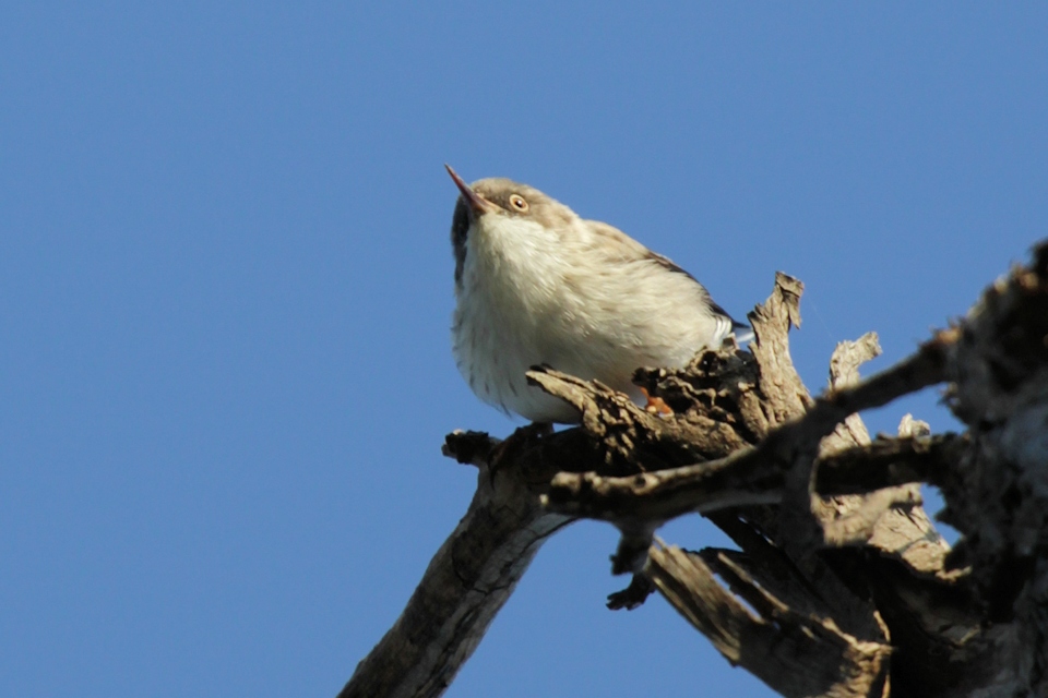 Varied Sittella (Daphoenositta chrysoptera)